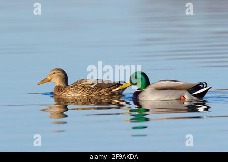 Mallards (Anas platyrhynchos), febbraio, Assia, Germania Foto Stock