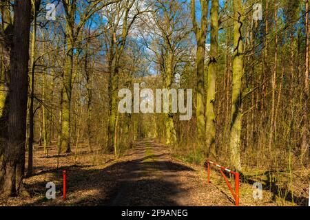 Forest Road in primavera in germania, aprire rosso bianco portone boom Foto Stock