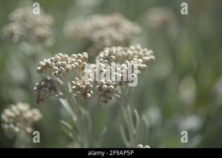 La flora di Lanzarote - Helichrysum gossypinum, lana cotone eterna, specie vulnerabili Foto Stock