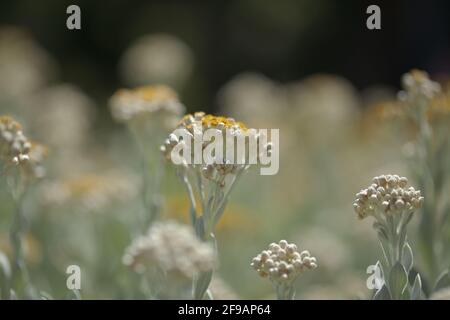 La flora di Lanzarote - Helichrysum gossypinum, lana cotone eterna, specie vulnerabili Foto Stock