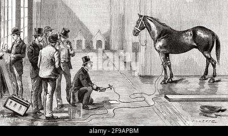 Esperimento condotto nel laboratorio Thomas Alva Edison (1847-1931) di Orange, sotto la supervisione di Harold P. Brown, l'uso di elettricità per uccidere un cavallo come modalità di esecuzione, 22 dicembre 1888. Il cavallo è stato ucciso di 700 volt dopo 25 secondi. Antica illustrazione del XIX secolo incisa da la Nature 1889 Foto Stock