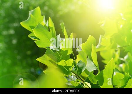Branch of Tulip tree (Liriodendron Tulipifera) with fresh green leaves. Foto Stock