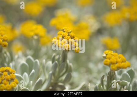 La flora di Lanzarote - Helichrysum gossypinum, lana cotone eterna, specie vulnerabili Foto Stock