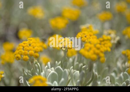 La flora di Lanzarote - Helichrysum gossypinum, lana cotone eterna, specie vulnerabili Foto Stock