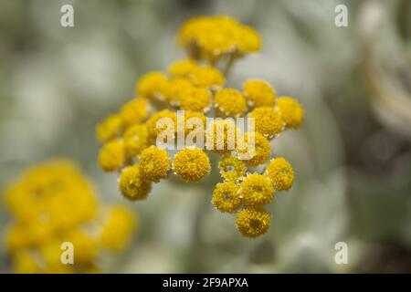 La flora di Lanzarote - Helichrysum gossypinum, lana cotone eterna, specie vulnerabili Foto Stock