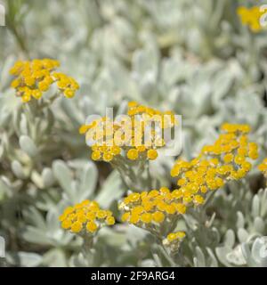 La flora di Lanzarote - Helichrysum gossypinum, lana cotone eterna, specie vulnerabili Foto Stock