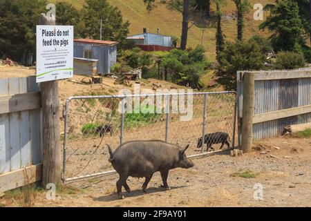 I suini e i suinetti di allevamento libero vagano intorno a un cartello "non nutrire i suini" in un'azienda agricola del Coromandel, New Zelaand Foto Stock