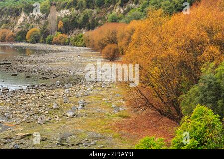 Alberi di salice di autunno che crescono sulle rive del lago Taupo, Nuova Zelanda Foto Stock