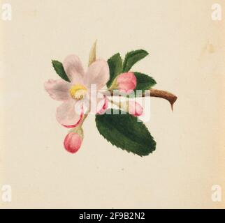 (Untitled--Flower Study), ca. 1876. Foto Stock