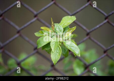 Pianta verde cresce attraverso una vecchia recinzione di filo Foto Stock