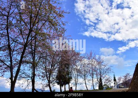 Temi Tea Estate annidato a Ravangla.The Giardino è uno di i giardini più affascinanti con alberi di ciliegio, situati nella Montagna himalayana di Sikk Foto Stock