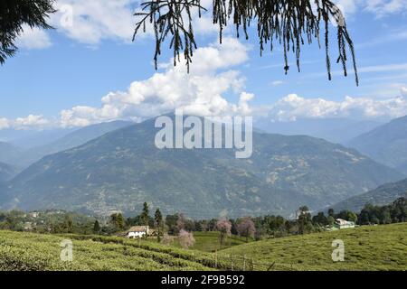 Temi Tea Estate annidato a Ravangla.The Giardino è uno di i giardini più affascinanti con alberi di ciliegio, situati nella Montagna himalayana di Sikk Foto Stock