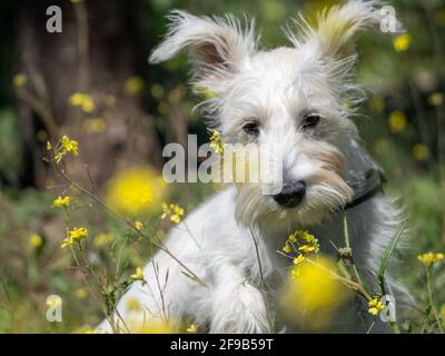 Puppy schnauzer in bianco posa in un campo con fiori gialli Foto Stock