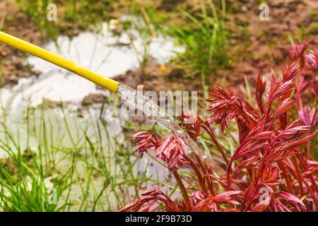 Annaffiatura fiori su un letto fiorito. L'acqua si riversa dal tubo su peonie di fiori in crescita, primo piano. Foto Stock