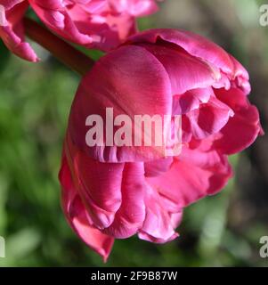 Tulip Red Princess High Resolution, tulipano rosso con petali di rosa, tulipano rosso brillante, foto d'alto livello, DSLR Foto Stock