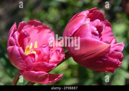 Tulip Red Princess High Resolution, tulipani rossi con petali di rosa, tulipani rossi luminosi, foto d'alto piano, DSLR Foto Stock