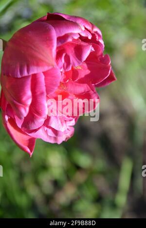 Tulip Red Princess High Resolution, tulipano rosso con petali di rosa, foto stock tulipano rosso brillante, DSLR Foto Stock