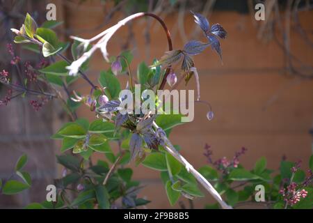 Guardando avanti a Spring Blossom, DSLR Foto Stock