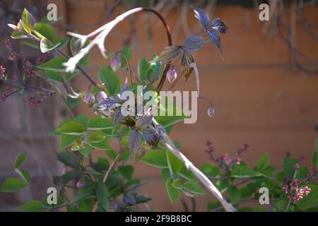 Clematis anemone, DSLR Foto Stock