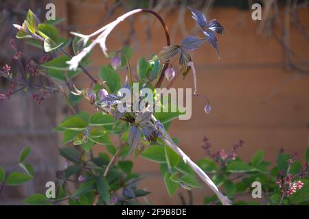 Clematis anemone, DSLR Foto Stock