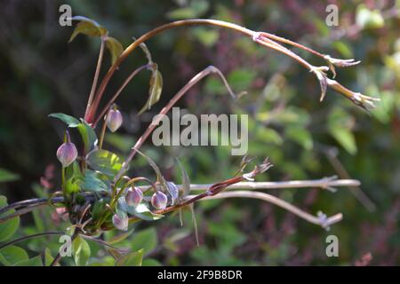 Guardando avanti a Spring Blossom, DSLR Foto Stock