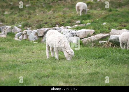 Pecora che pascolano nell'erba verde. Foto Stock