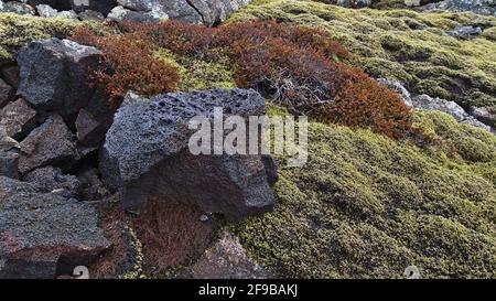 Vista in primo piano del campo lavico coperto di muschio con roccia vulcanica porosa e piante rosse vicino a Gridavik, penisola di Reykjanes, Islanda nella stagione invernale. Foto Stock