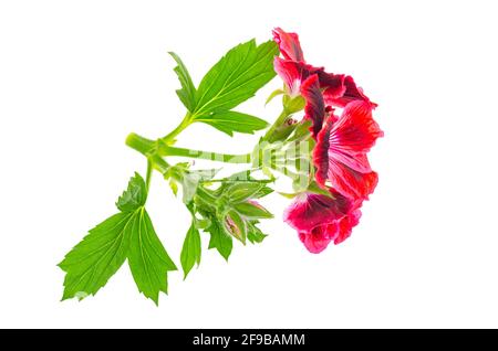 Piccolo rametto con fiore rosa di pellargonio con foglie verdi isolate su sfondo bianco. Studio foto Foto Stock