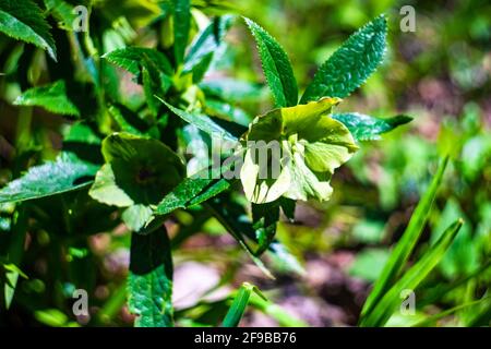 Helleboro uno dei primi fiori primaverili nel bosco in giornata di sole Foto Stock