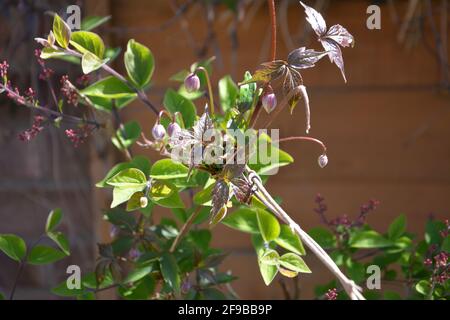 Guardando avanti a Spring Blossom, DSLR Foto Stock