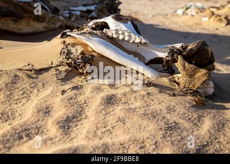 Cammello decomposto in deser Foto Stock