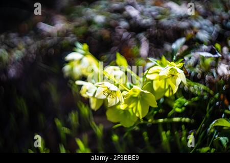Helleboro uno dei primi fiori primaverili nel bosco in giornata di sole Foto Stock
