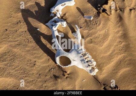Cammello decomposto in deser Foto Stock