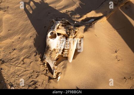 Cammello decomposto in deser Foto Stock