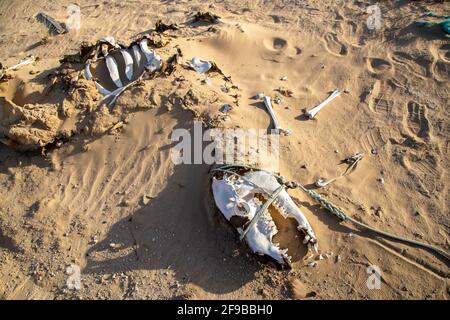 Cammello decomposto in deser Foto Stock