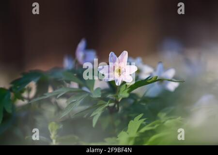 Primaverile fiore rosa anemone nemorosa sullo sfondo dell'erba verde bokeh. Maestosa carta da parati naturale con fiori della foresta. Primavera floreale. Foto Stock