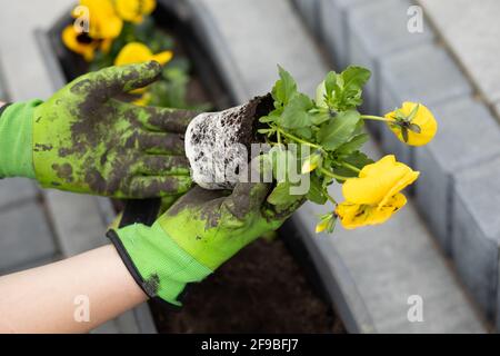 Le mani femminili in guanti da giardinaggio piantano le vasie gialle in un vaso, concetto di primavera, giardiniere. Sistema di radice di pianta. Primo piano Foto Stock