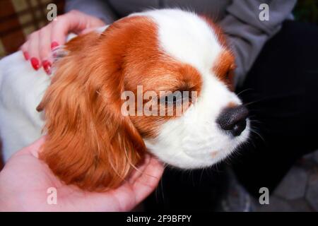 Un cane bello e carino del re cavalier charles razza spagnola Foto Stock