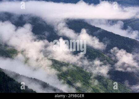 Paesaggio incredibile con alte montagne. La nebbia di mattina presto. Maestoso giorno di primavera. Nebbia fitta con luce bellissima. Il prato con erba verde. Sp. Libera Foto Stock