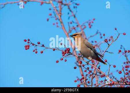 Un cedro waxwing con alcuni frutti di bosco per pranzo, Quebec città, Canada Foto Stock