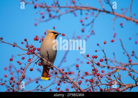 Un cedro waxwing con alcuni frutti di bosco per pranzo, Quebec città, Canada Foto Stock