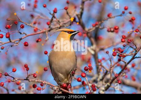 Un cedro waxwing con alcuni frutti di bosco per pranzo, Quebec città, Canada Foto Stock