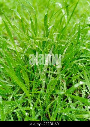 Primo piano di erba fresca di primavera verde con gocce di rugiada dopo mattina pioggia Foto Stock