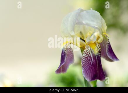 iride semplice, isolata viola e gialla su sfondo beige neutro Foto Stock