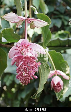 Medinilla magnifica Foto Stock