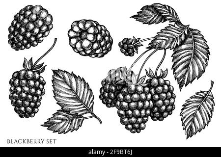 Set vettoriale di blackberry bianco e nero disegnati a mano Illustrazione Vettoriale