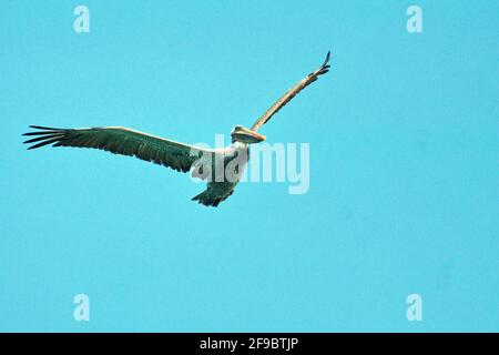 Pellicano bruno (Pelecanus occidentalis) che vola sopra il porto di Puerto Lopez, Isola di Santa Cruz, Galapagos, Ecuador Foto Stock