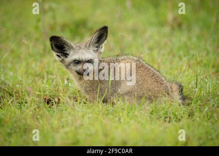 La volpe arruolata si accovacciava sull'erba e guardava intorno Foto Stock