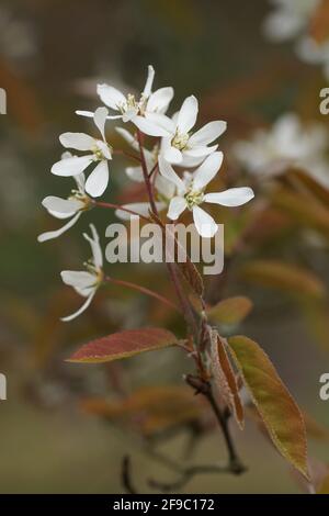 Amelanchier lamarckii Foto Stock