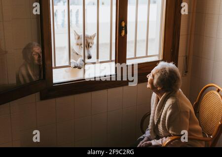 la vecchia donna sorride ad un cane husky siberiano attraverso il finestra Foto Stock